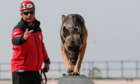 Hayat kurtaran köpekler özenle yetiştiriliyor