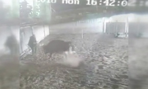 Kızgın boğa sahibine saldırdı