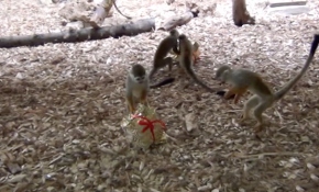 Liseliler sevimli maymunlara hediye kutu hazırladı