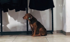 Yalova'daki mağazalar sokak hayvanlarına yuva oldu