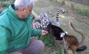 Başbakıcı Abdullah Ege hayvanları özenle besliyor