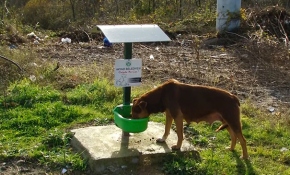 Sakarya'da farklı noktalara mama ve su kapları konuldu