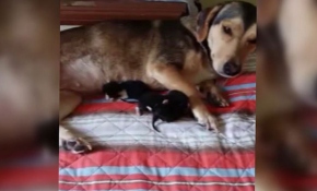 Bursa'da "Sosis" isimli köpek kedi yavrularına sahip çıkıyor