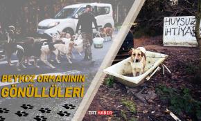 Köpeklerin yolunu gözlediği topluluk: Huysuz İhtiyar