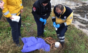 Yaralı köpeğe 112 Acil Servis ekibi müdahale etti