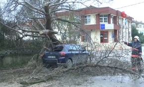Devrilen ağacın altında kalmaktan kıl payı kurtuldular
