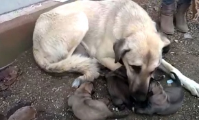 Burdur'da araziye bırakılan yavru köpekler annelerine kavuştu