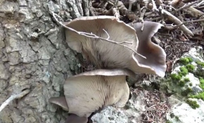 Silifkeliler 30 metrelik ağaçlardan mantar topluyor