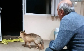 Evinin kapısını her gece gelen tilkiye açıp yiyecek veriyor