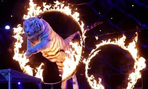 Gerçek hayvanların olmadığı modern sirk gösterisi Londra'da