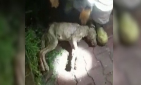 Merdiven boşluğunda suya düşen köpek için seferber oldular