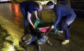 Yaralı köpek için montunu sedyeye serdi