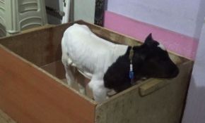 Çiftçi aile erken doğan buzağıya bebek gibi bakıyor