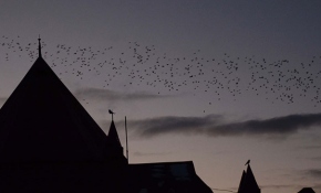 "Dansçı kuşlar" Palandöken'de güzel görüntüler oluşturdu