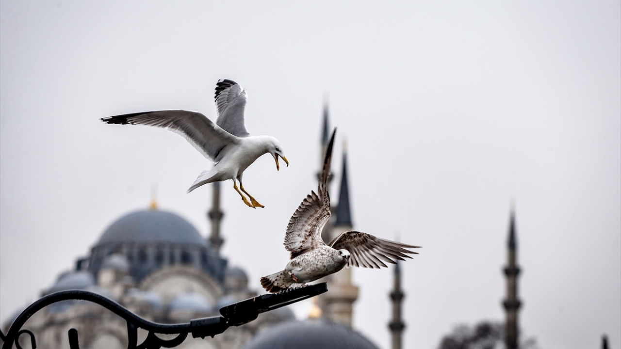 İstanbul’da yağmur sonrası, Süleymaniye Camisi, martılarla birlikte güzel görüntü oluşturdu.