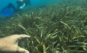 3 bin 700 yosuna verilen Türkçe isimler bir kitapta toplandı