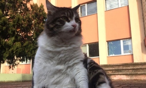 "Şanslı"nın heykeli için imza kampanyası