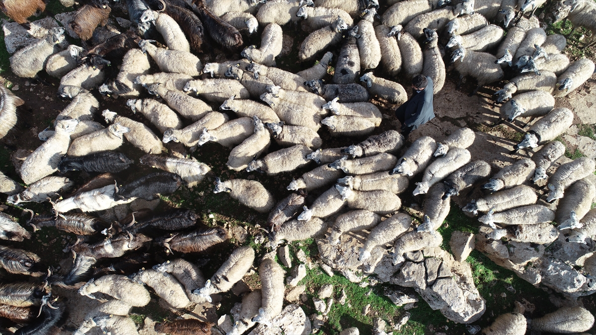 Hem kendileri hem de hayvanları için kıl çadırlar kuran göçerler, gün aydınlanmadan başladıkları zorlu mesaiyi gecenin ilerleyen saatlerine kadar sürdürüyor.