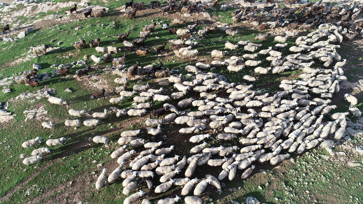 Şanlıurfa`nın Suriye sınırındaki Ceylanpınar ilçesine bağlı Aşağı Taşlıdere Mahallesi`ne yerleşen ve üç kuşaktır göçerlik yapan Çetin ailesi de kış mevsiminde hummalı bir çalışma yürütüyor.