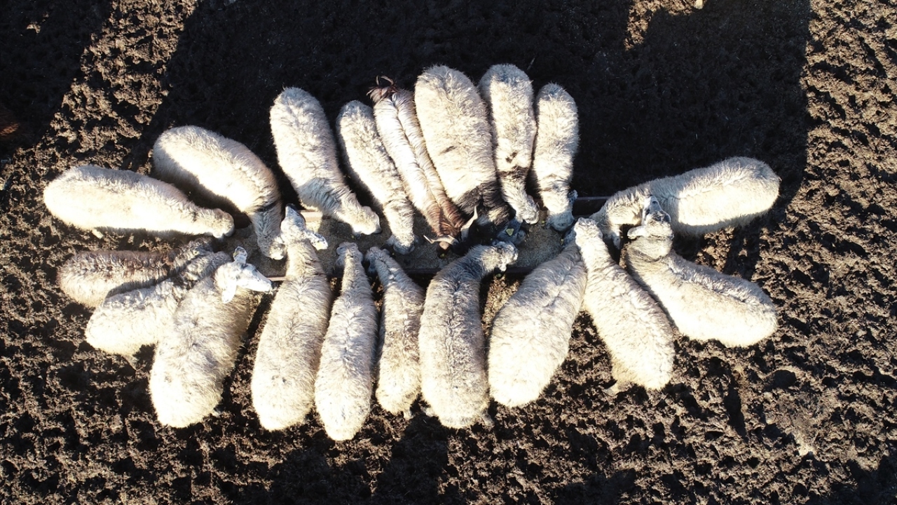 Sonbahar mevsiminde etkili olan yağmur sayesinde meraların gelişmesiyle yüzleri bir nebze olsun gülen göçerler, bereketli bir yıl geçirmeyi hedefliyor.