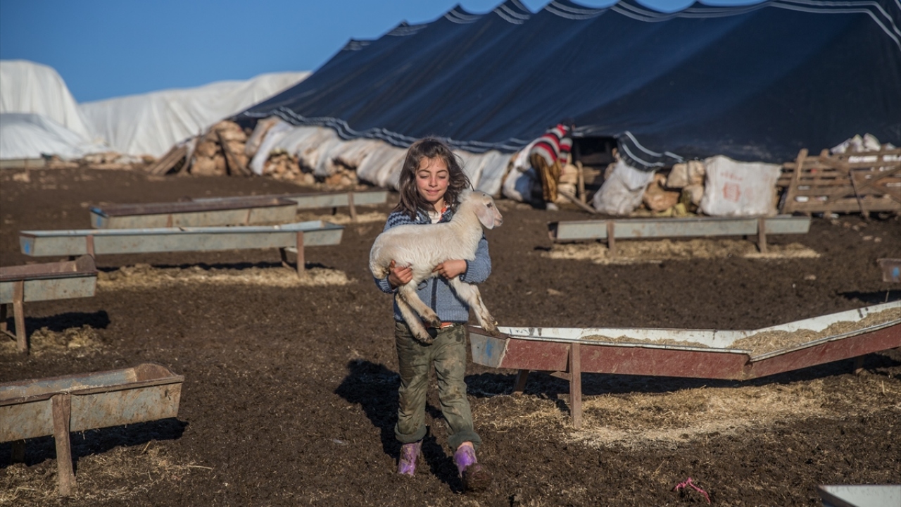 Yüzlerce hayvanın her türlü bakımını yapan besiciler, doğayla iç içe geçen ömürlerini adeta sürülerine adıyor.