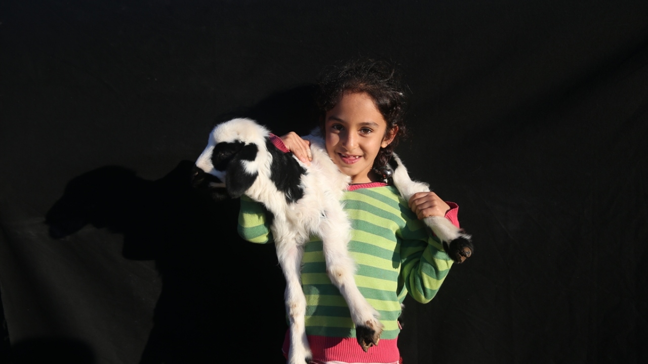 Zehra Çetin, kuzularla oynayarak vakit geçirmeye çalışıyor.