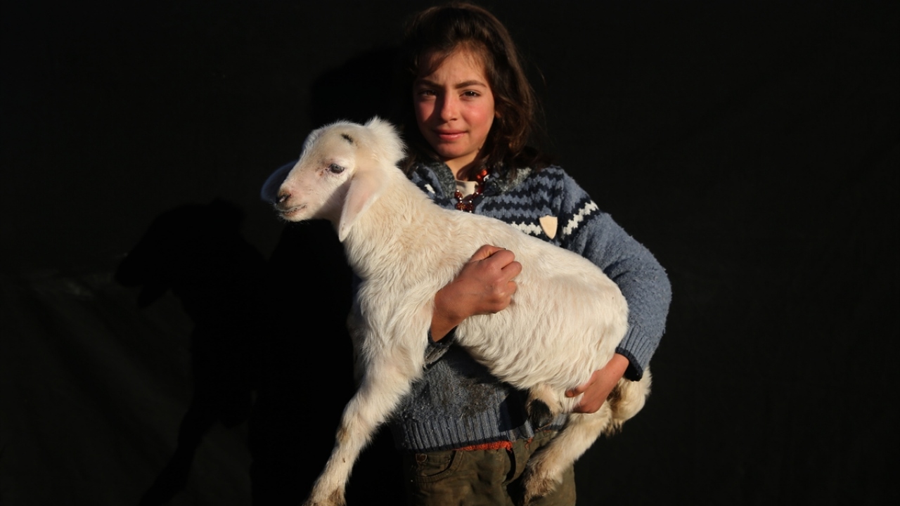 Gülo Çetin de küçük yaşına rağmen kuzulara bakarak ailesine yardımcı olmaya çalışıyor.