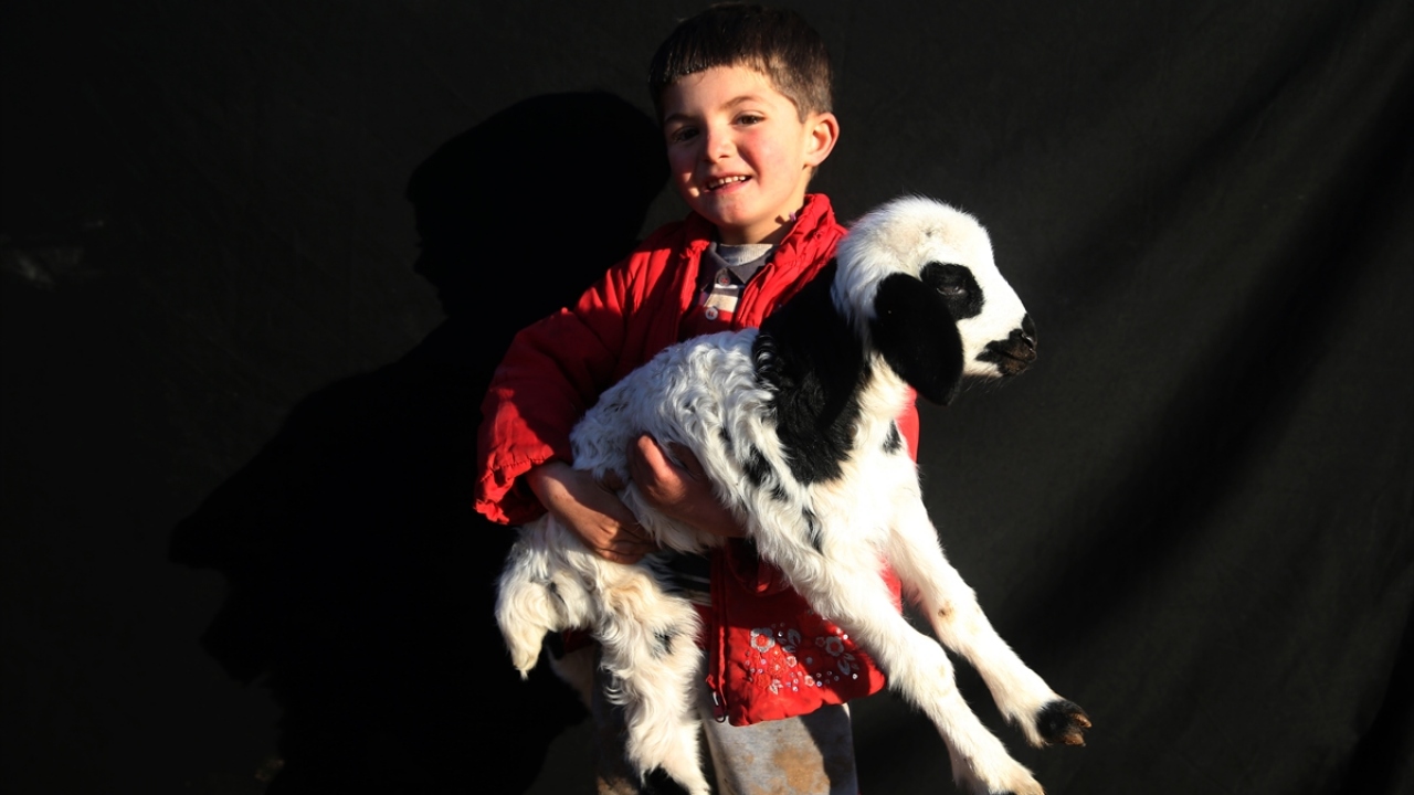 Salih Çetin, kuzularla oynayarak keyifli vakit geçirmeye çalışıyor.