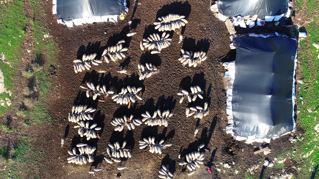 Yaz mevsimini serin olduğu için Doğu Anadolu Bölgesi`ndeki Erzurum, Van, Elazığ ve Muş`un yaylalarında geçiren besiciler, havaların soğumasıyla diğer illere göre daha ılık olan Şanlıurfa`ya geliyor.