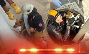 İstanbul İtfaiyesi 2018’de 17 bin 331 hayvanı kurtardı