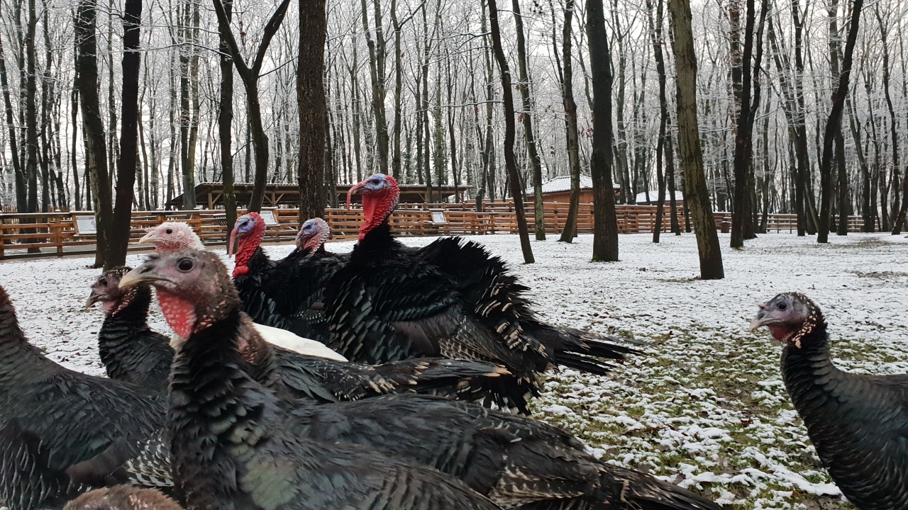 Uzuntarla Tabiat Parkı Ormanya, Kocaeli Büyükşehir Belediyesi Kültür ve Sosyal İşler Dairesi Başkanlığı sorumluluğunda ve koordinasyonunda hazırlandı.