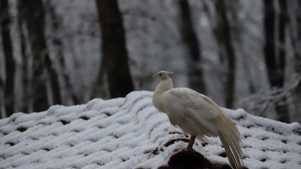 Bu dev proje, Karavan ve Çadır Kamp Alanı, Vahşi Yaşam Alanı, Çocuk Hayvanat Bahçesi, Yürüyüş ve Bisiklet Parkuru, Mesire Alanı, Doğa Müzesi, Yaban Hayatı Kurtarma ve Rehabilitasyon Merkezi gibi bölümlerden oluşuyor.
