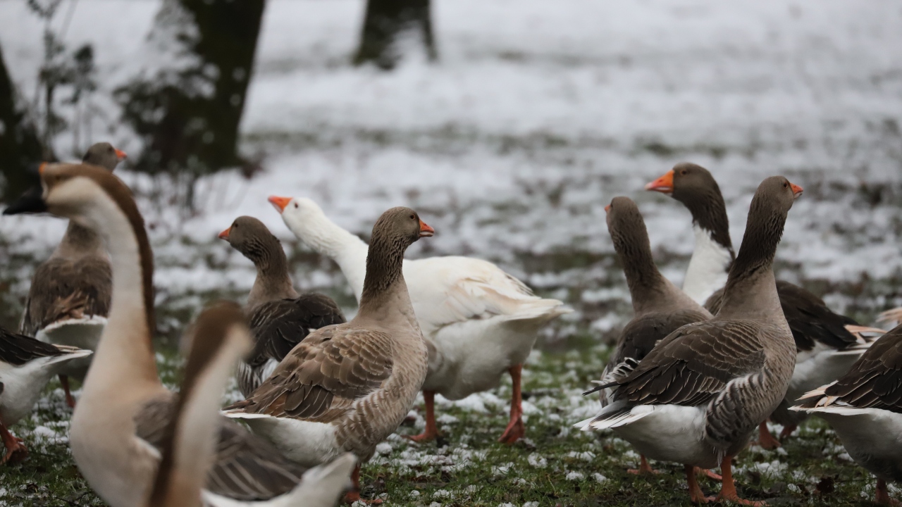 Ormanya`da atlı binicilik eğitimi veriliyor. 