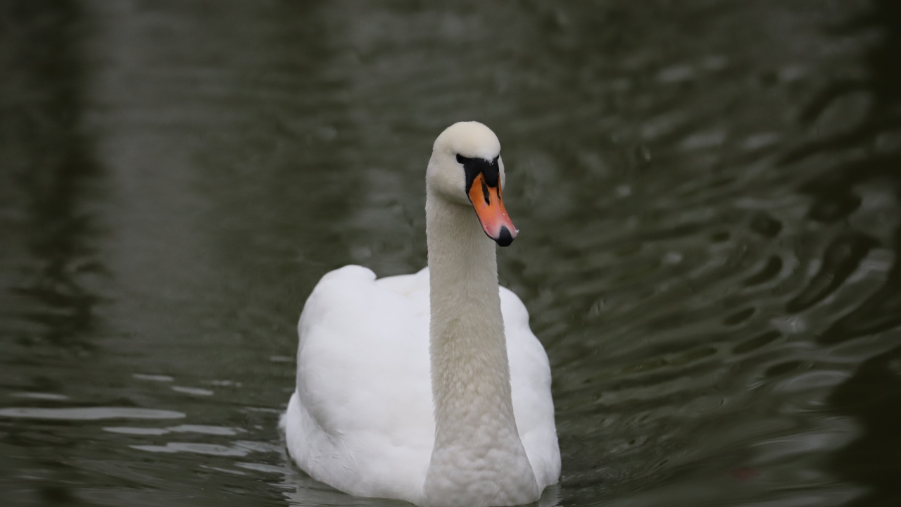 Ayrıca, sportif olta balıkçılığı etkinliğinin de yapılması planlanıyor.