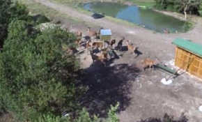 Kurulan doğal yaşam alanlarıyla kızıl geyiklerin sayısı arttı