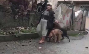 Mahallede korku saçan köpeklerin sahibi gözaltına alındı