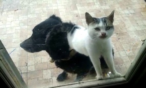 Kedi ile köpeğin dostluğu görenleri şaşırttı