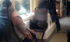 Tramvayın sevimli misafiri yolculara eşlik etti