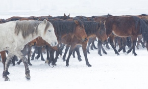 Yılkı atları fotoğrafçıların gözdesi oldu