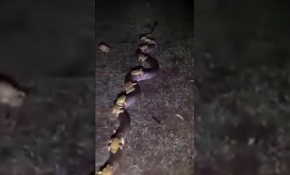 Selden kurtulmaya çalışırken yılana sarıldılar