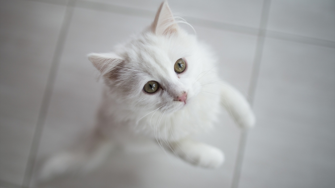 Pursaklar Belediye Başkanı Selçuk Çetin, yaptığı açıklamada, geçen sene birçok kediyi sahiplendirdiklerini, gelecek aylarda da sahiplendirmeye devam edeceklerini anlattı.