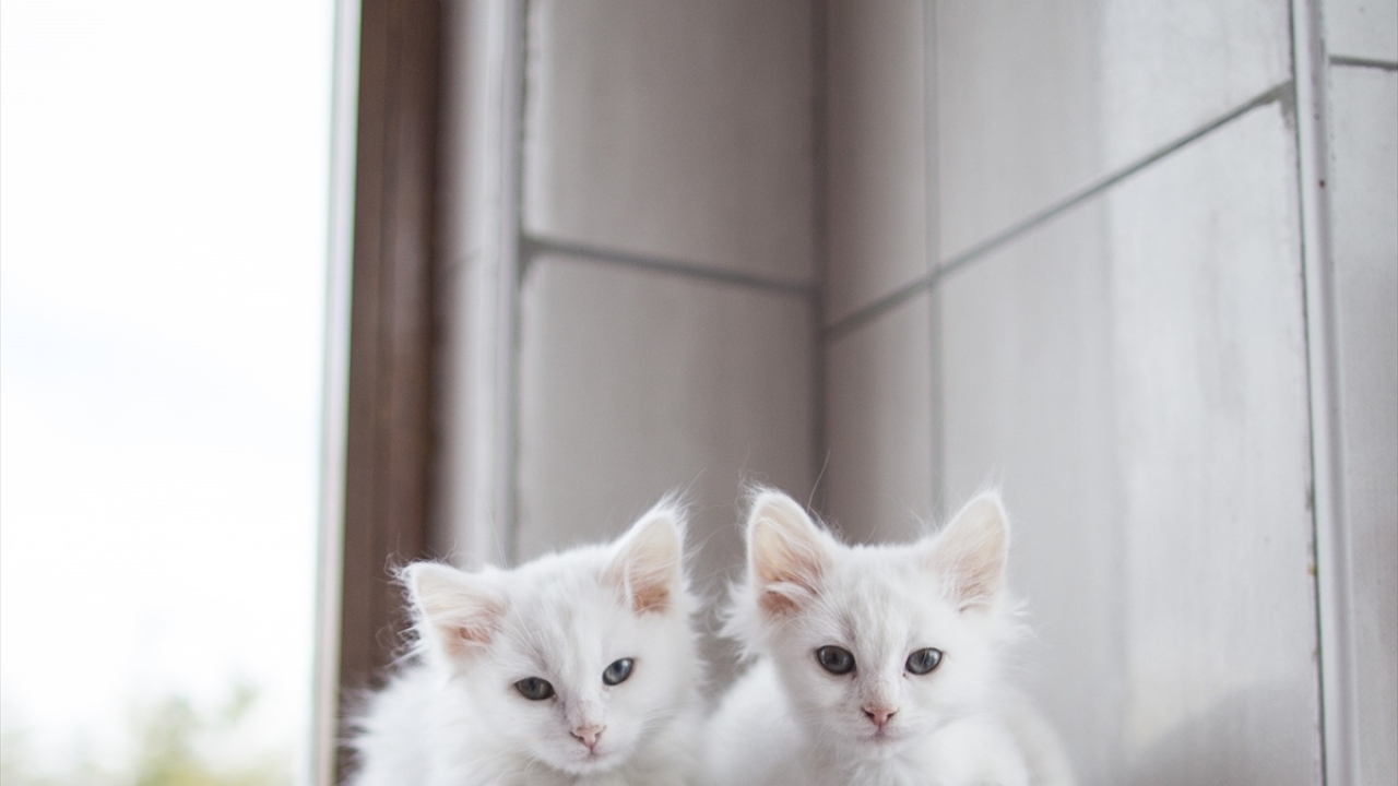 Ankara kedisinin kültürel bir değer olduğunu vurgulayan Çetin, Büyükşehir Belediyesinin ambleminde kullandığı ırkın neslini korumak üzere yola çıktıklarını ifade etti.