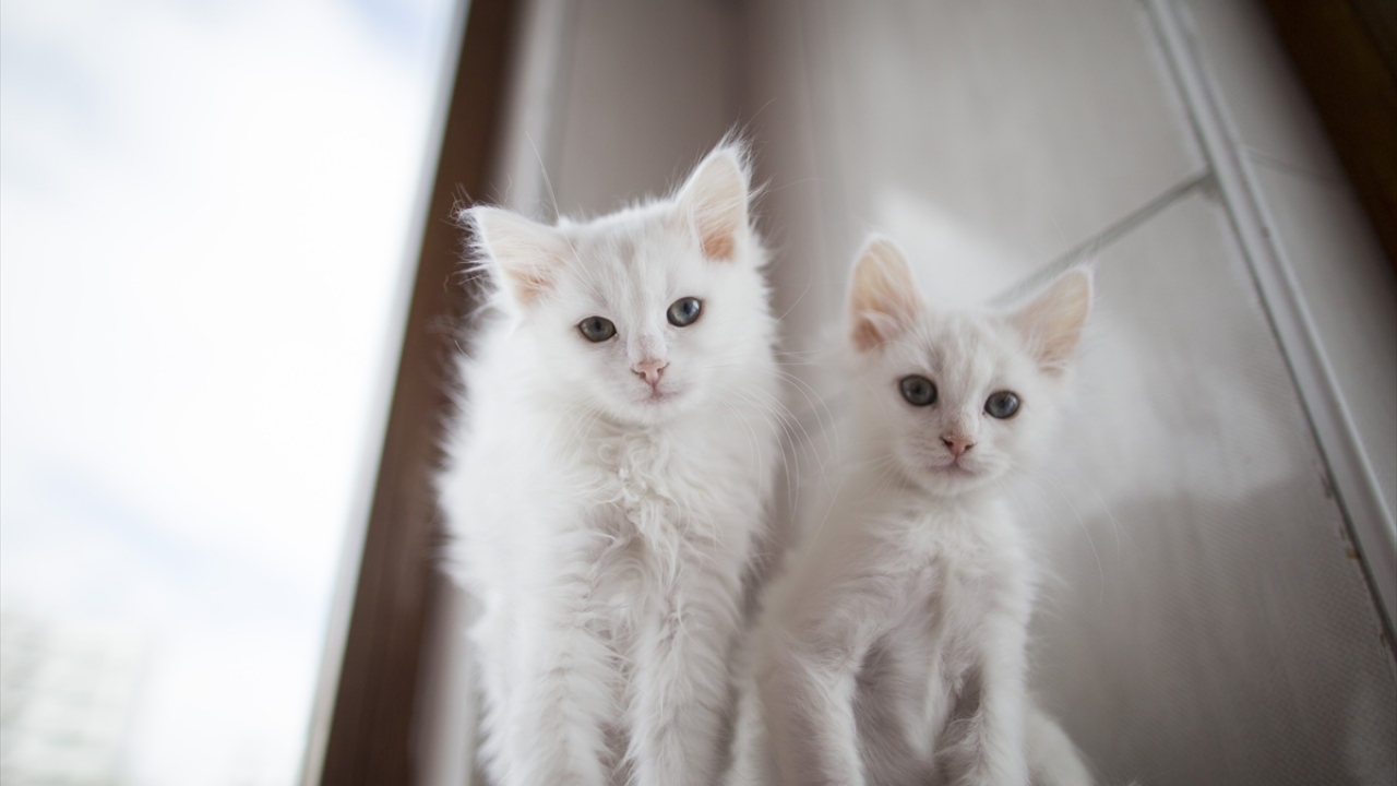 "Ankara kedisi olan hemşehrilerimiz gelsin."