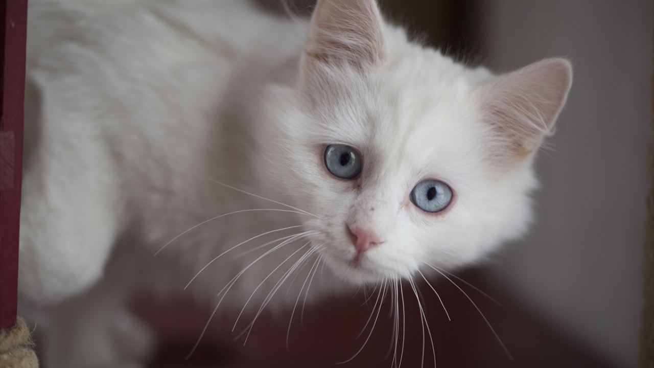 "Kedinin bakımına dikkat edecek insanları arıyoruz"