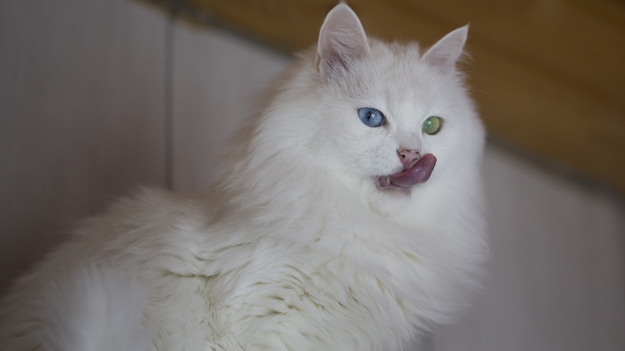 "Birçok üniversite, Ankara kedisinin gen haritasını çıkarıyor"