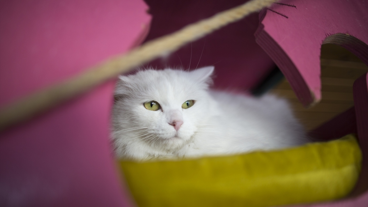 Ankara kedisinin tüy ve kulak yapısının da diğer ırklardan farklı olduğunu belirten Korkmaz, "Ankara kedisinin tüyleri tek kat. Ayrıca kuyruktaki bütün tüyleri de aynı uzunlukta." dedi.