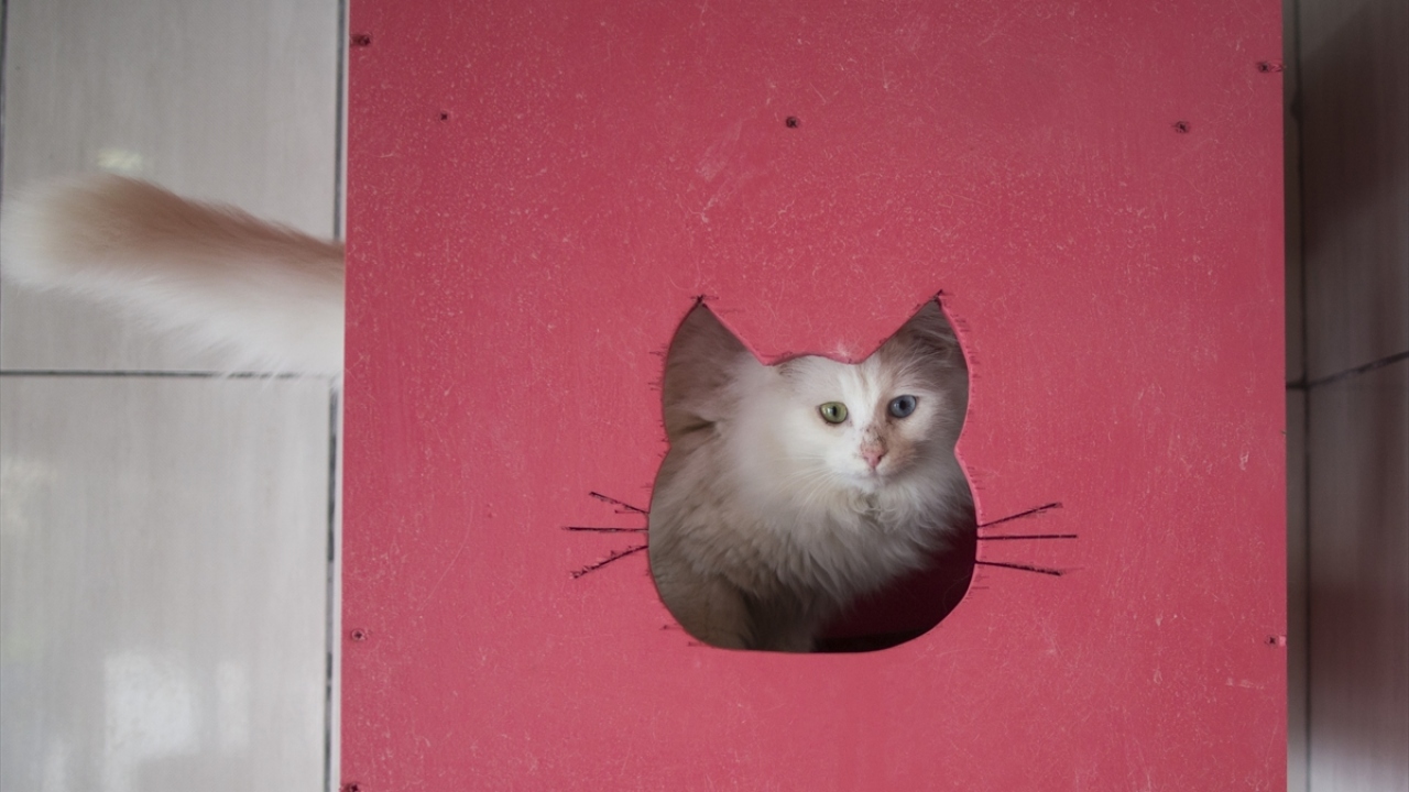 Uyguladıkları eşleştirme programını da anlatan Korkmaz şunları kaydetti: