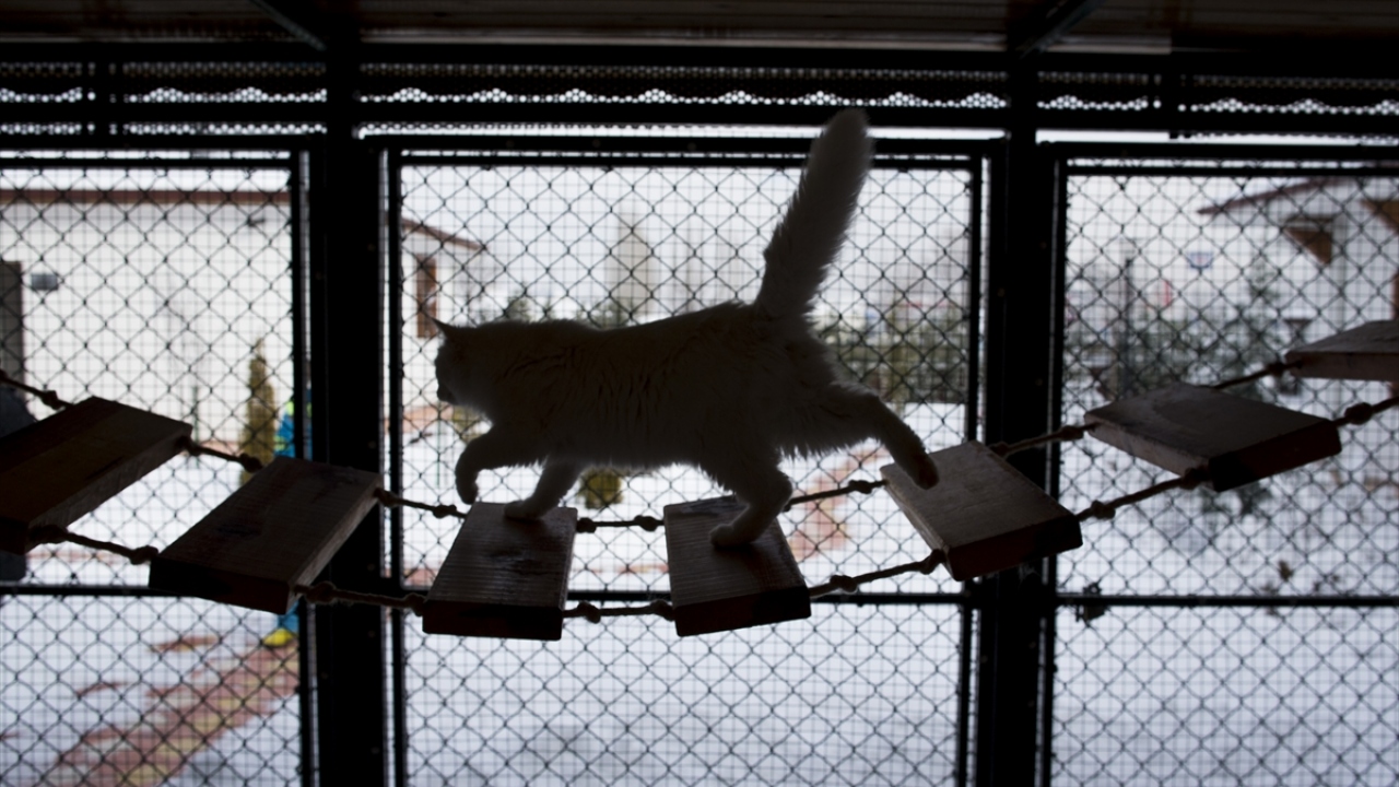 Kediler, 3 ay kadar anne sütü alıyor daha sonra sahiplerine teslim ediliyor. Teslim ederken de ailelere Ankara kedisi ve kedi bakımı hakkında bilgiler veriyoruz.