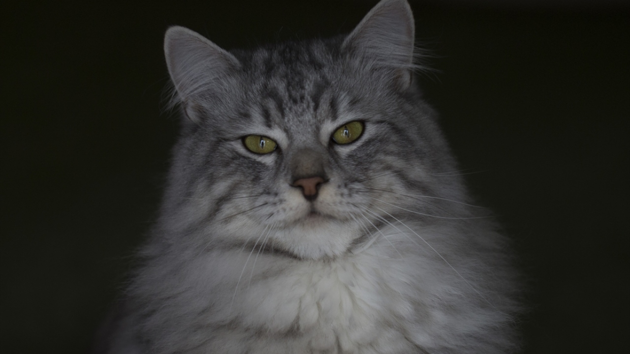 Genellikle beyaz renkte olan Ankara kedilerinin, farklı renklerle de dünyaya geldiği görülüyor.