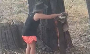 Avustralya'da bir kadın koalaya şişesinden su içirdi